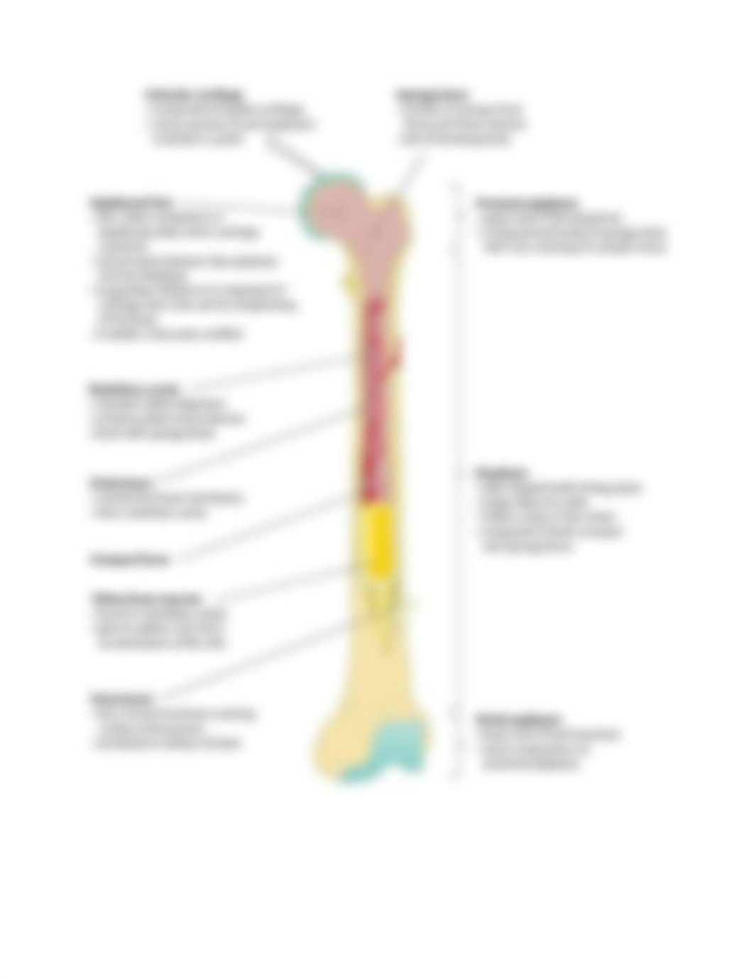 Bone markings Chapter 5.docx_d1yszt3le99_page3