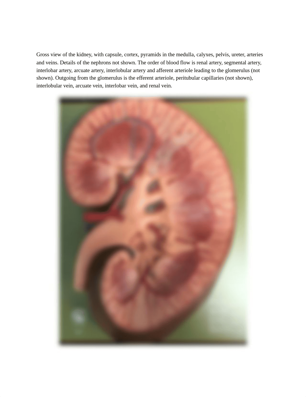 Bio 20 Lab 10 Urinary System Lab .docx_d1ytb7k5wfs_page2