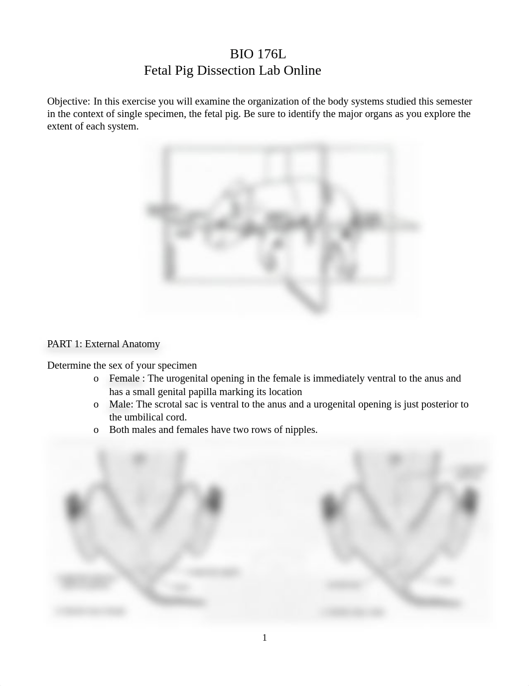 Fetal Pig Dissection Lab - Online.docx_d1ytolp0gz9_page1