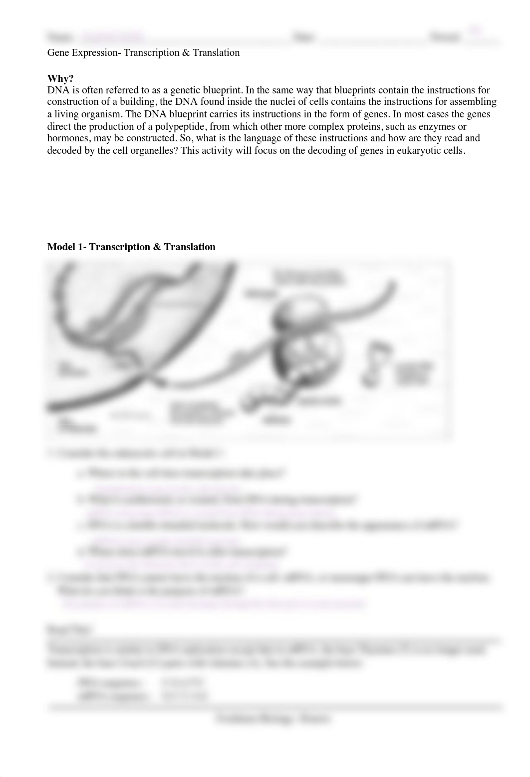 Kami_Export_-_ANNABELLE_SMITH_-_DNA_RNA_transcription_translation_pogil.pdf_d1yvh5z55gp_page1