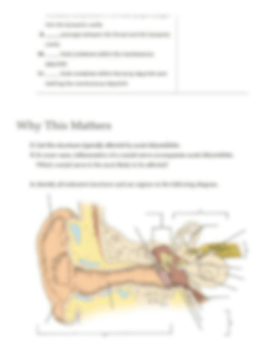 Ex25 Review sheet - Special Senses - Hearing and Equilibrium (1).pdf_d1z2gb9i26s_page2