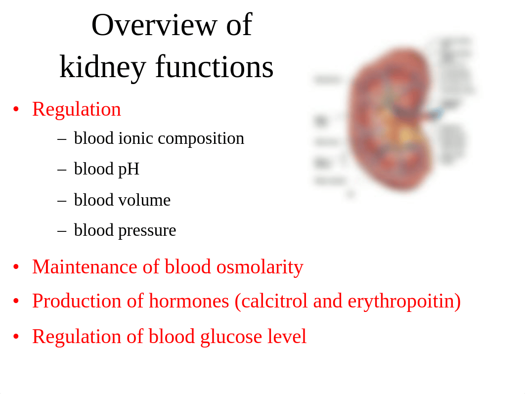 Lecture 12 - Urinary System-2.docx_d1z4gqxe56q_page4