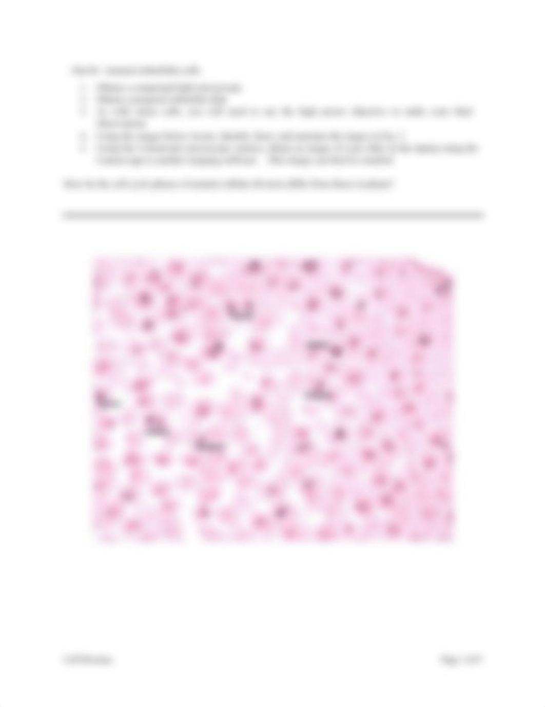 Lab 8 - Cell Division.pdf_d1z63a4kexf_page3