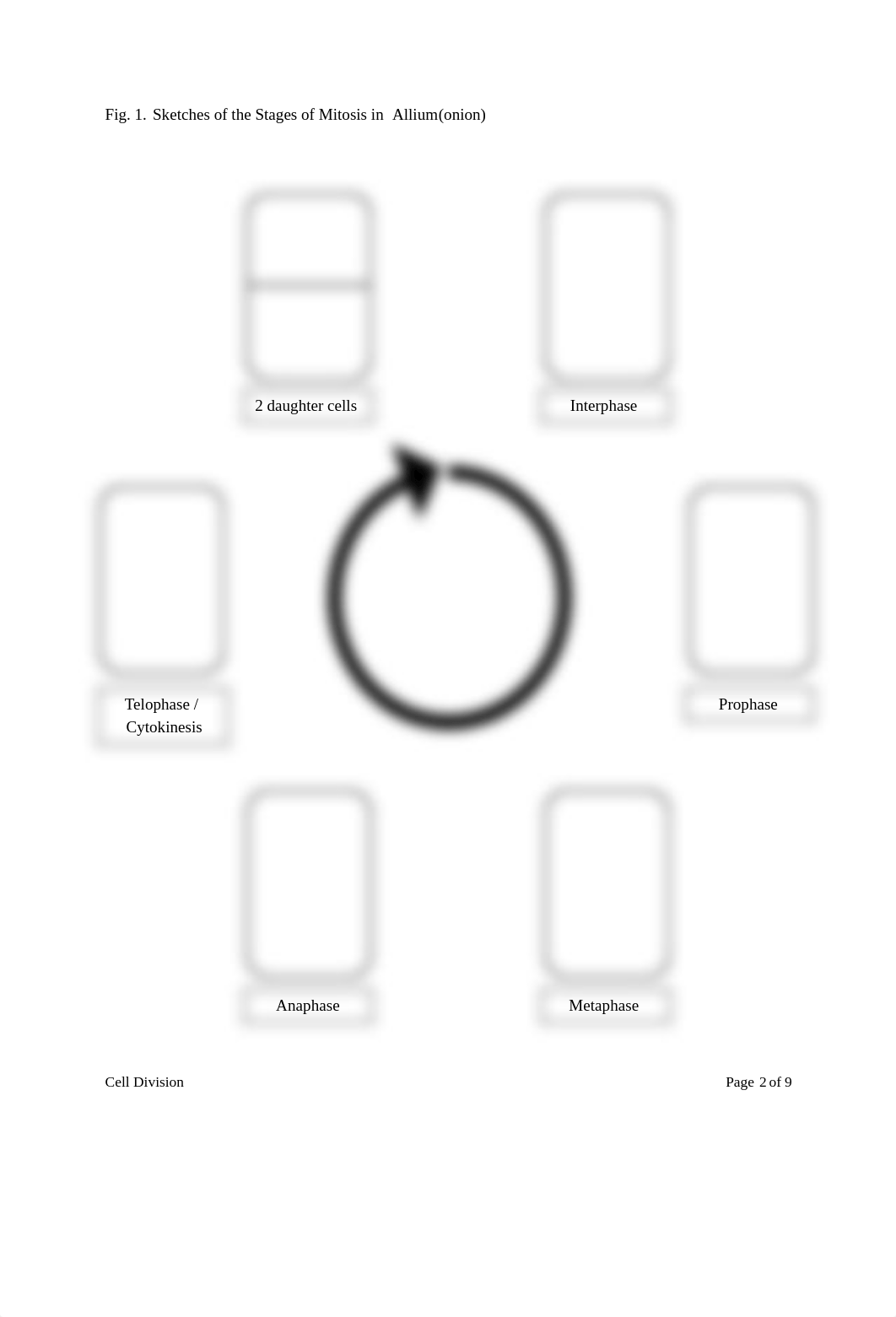 Lab 8 - Cell Division.pdf_d1z63a4kexf_page2