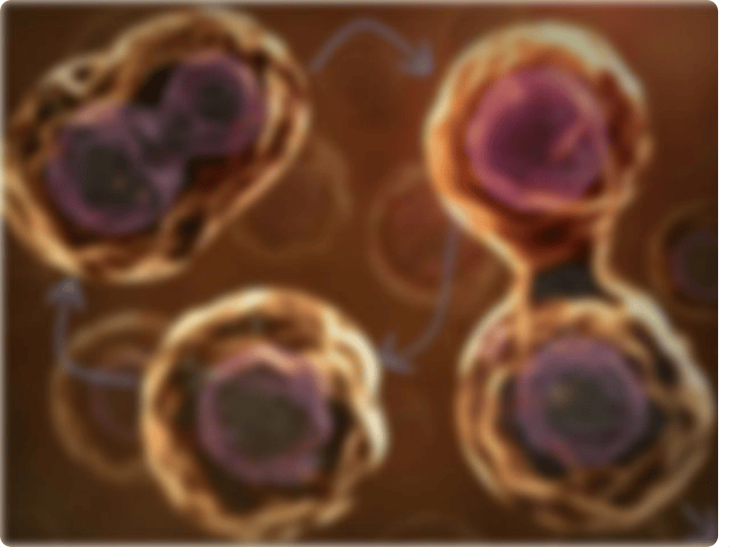 Ch. 9 - Mitosis(1)_d1zjjs40t0x_page2