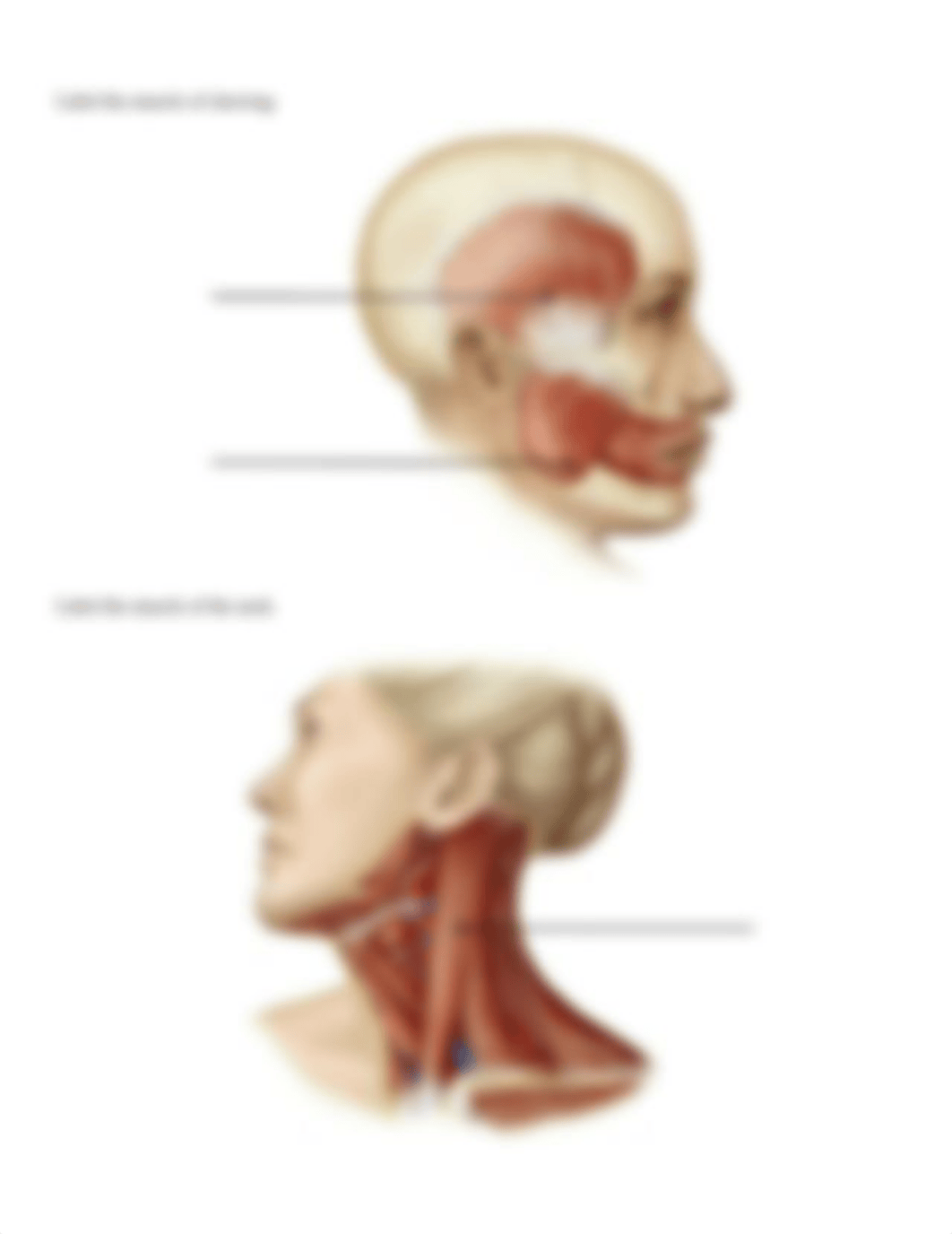 Week 8 - Worksheets - Muscles of the Head and Neck.docx_d2023dzn18r_page2