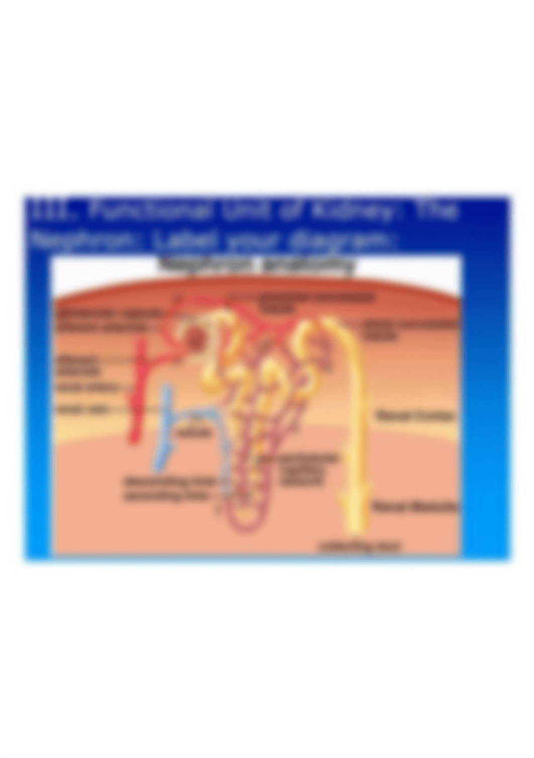 III.+Functional+Unit+of+Kidney_+The+Nephron_+Label+your+diagram_.jpg_d21cn5zf22l_page1