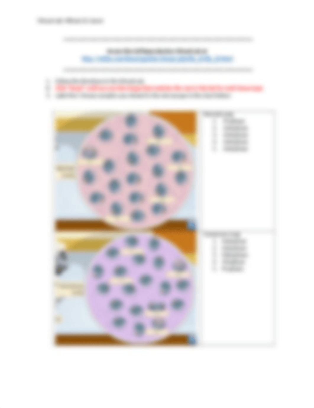 Lab+-+Mitosis+&+Cancer.docx_d21upijpr8u_page1