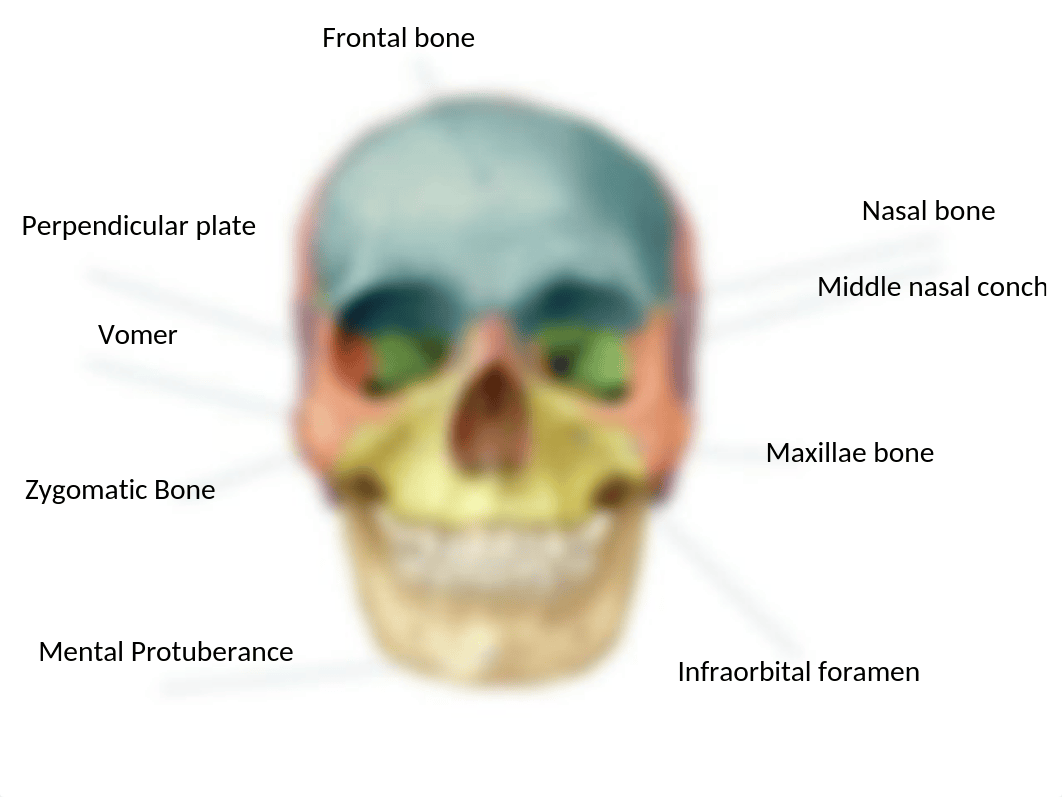 Skull labeled.pptx_d225dxl8qao_page2