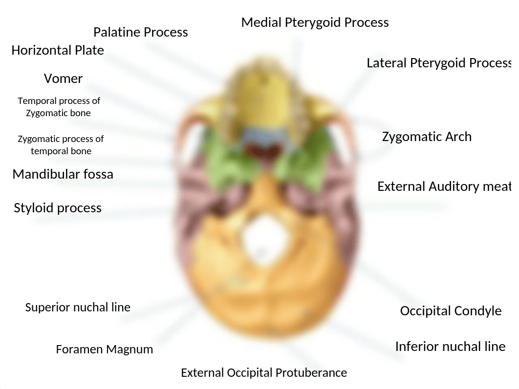 Skull labeled.pptx_d225dxl8qao_page3