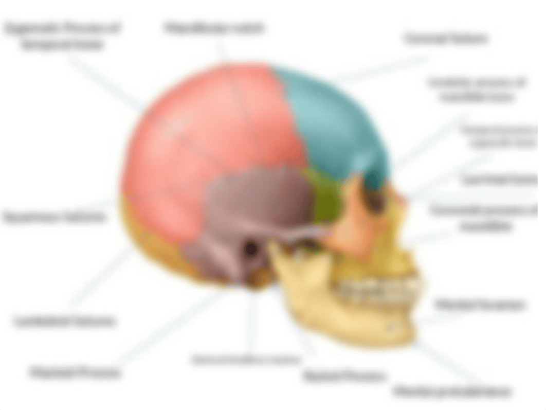 Skull labeled.pptx_d225dxl8qao_page5