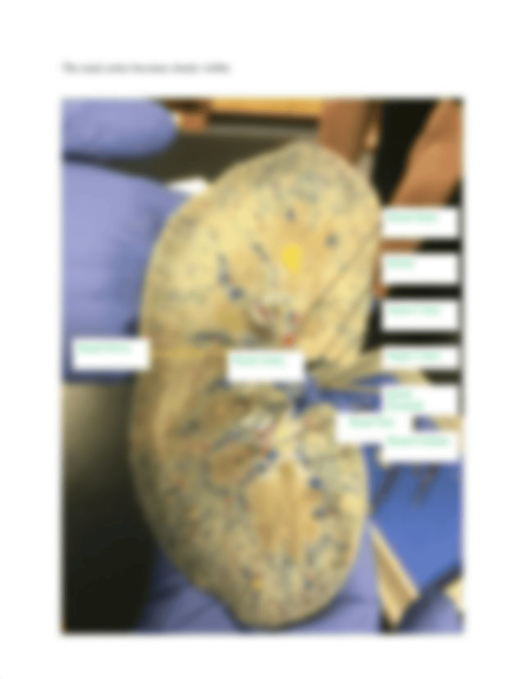 Bio 206 Kidney Lab.docx_d228bci0cfl_page2