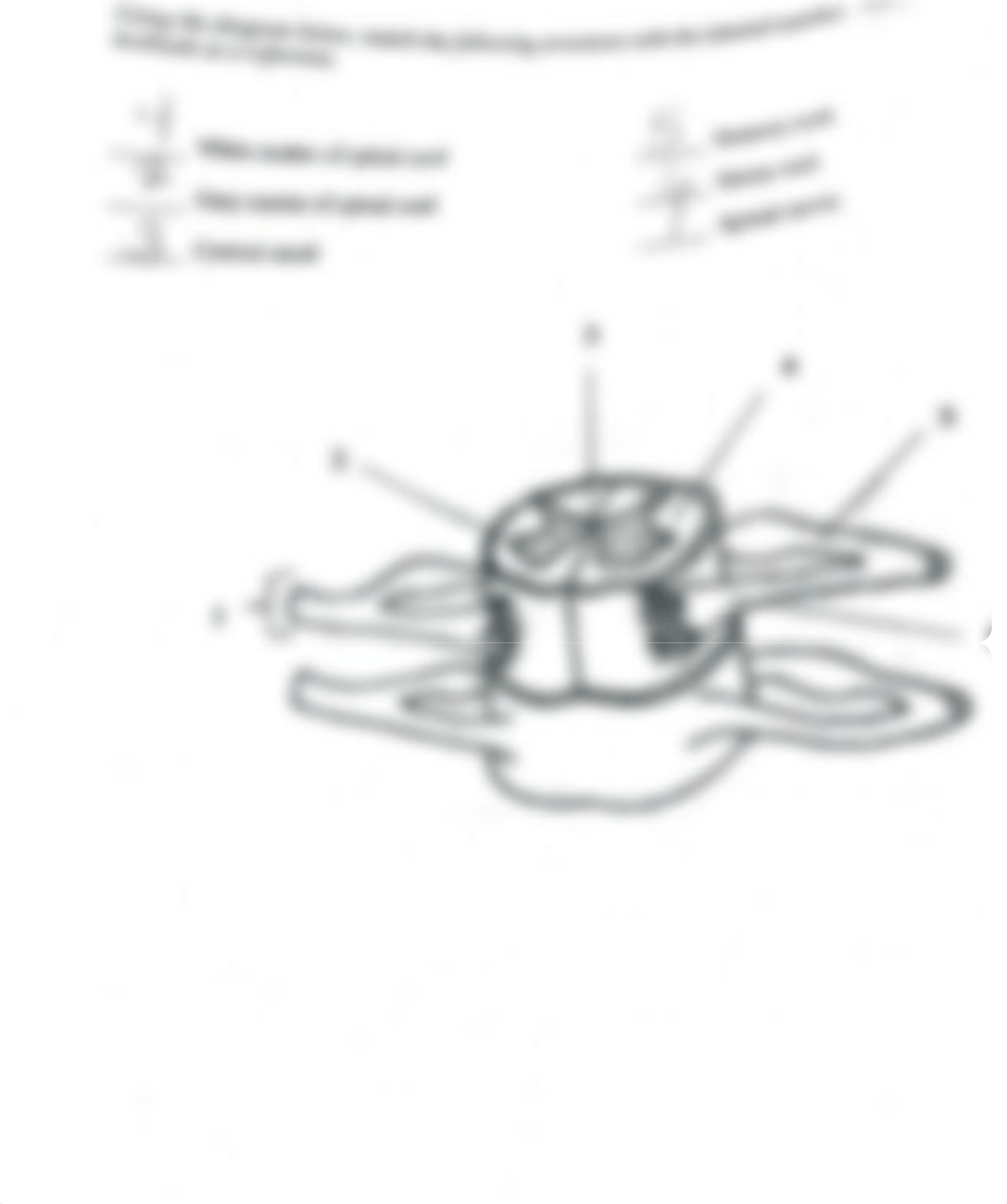 Central Nervous System Pre-Lab.pdf_d22mdmpm8gr_page2