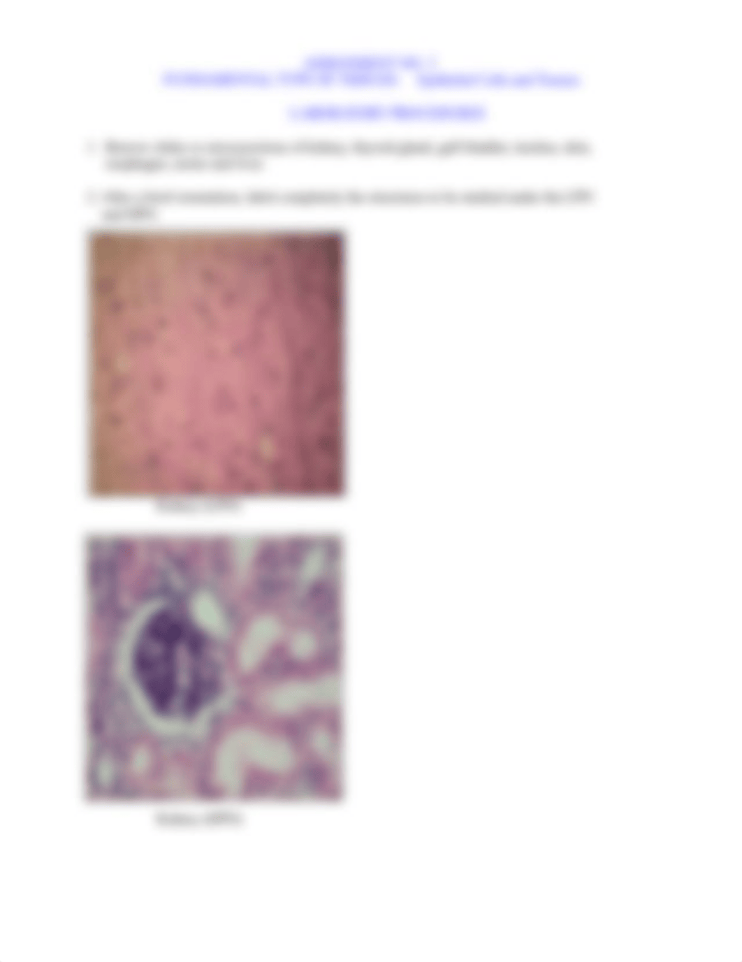 Assign 3 FUNDAMENTAL TYPES OF TISSUES Epithelial Cells and Tissues.pdf_d23em6uo8zy_page2