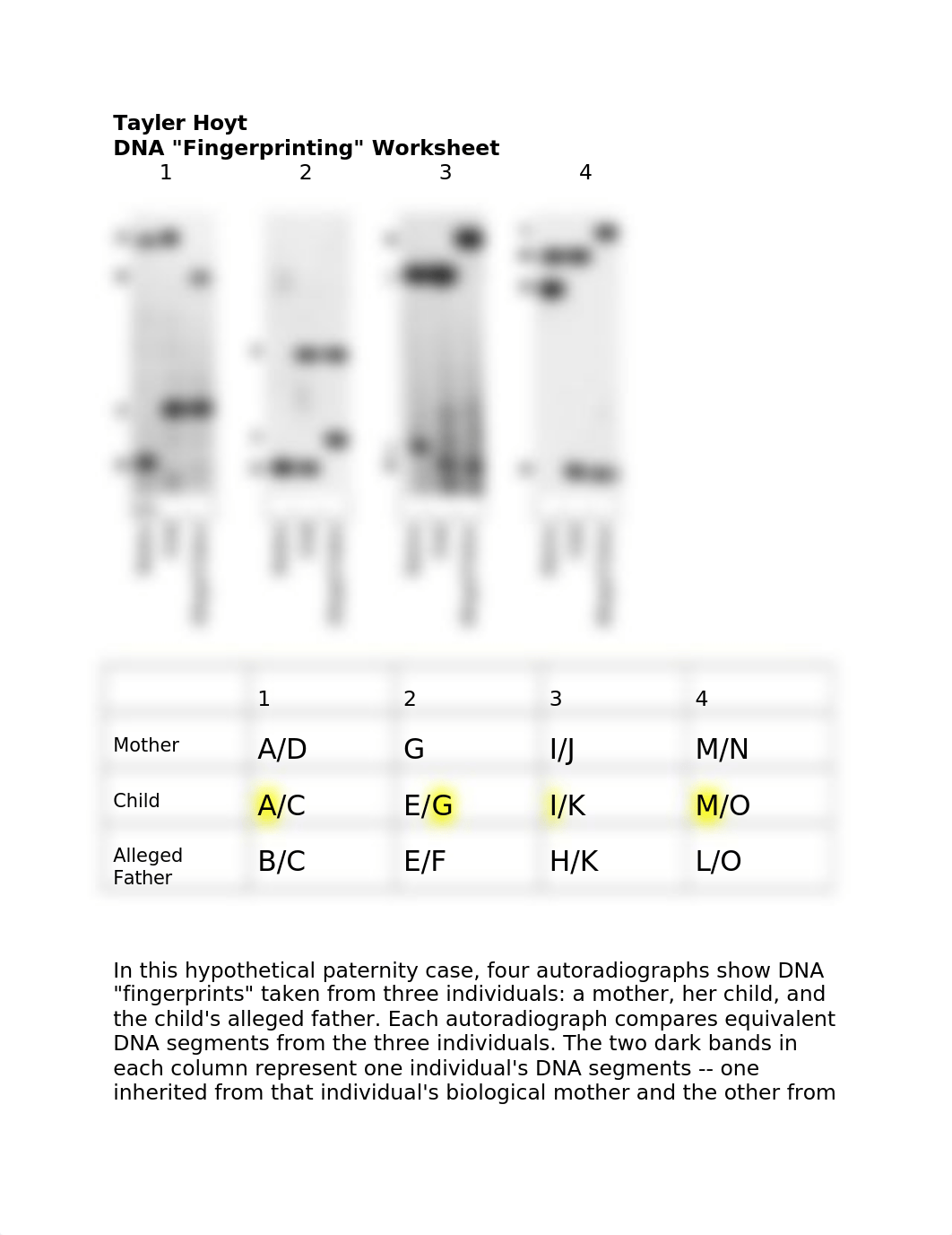 Lab wk 10 Ch 11 DNA fingerprinting activity.docx_d23kxokg1q4_page1