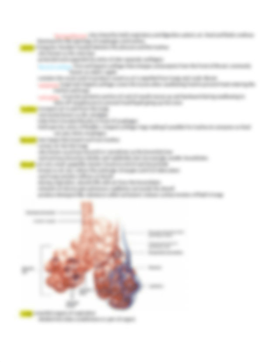 The Respiratory System_d24po1e4pej_page2