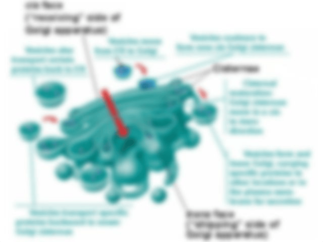 Golgi Apparatus_d24qublz2lu_page4