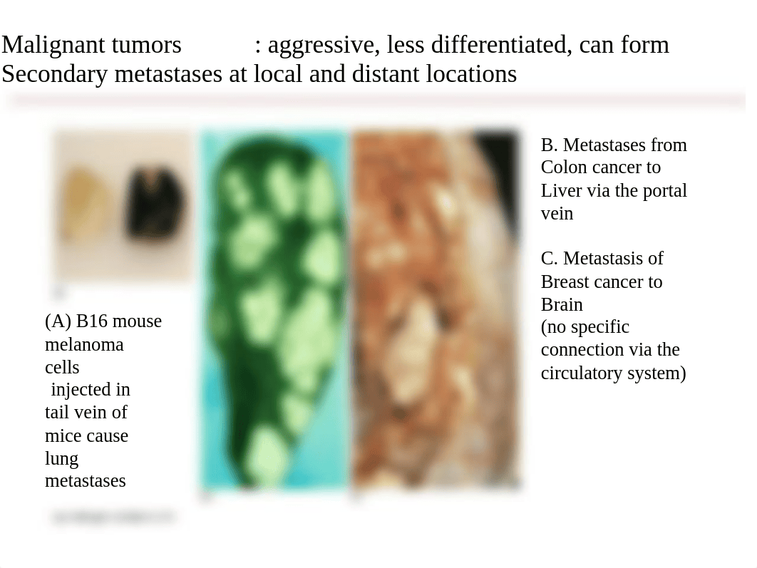 Cancer Biology - Chapter 2.ppt_d24ri13jqhm_page5