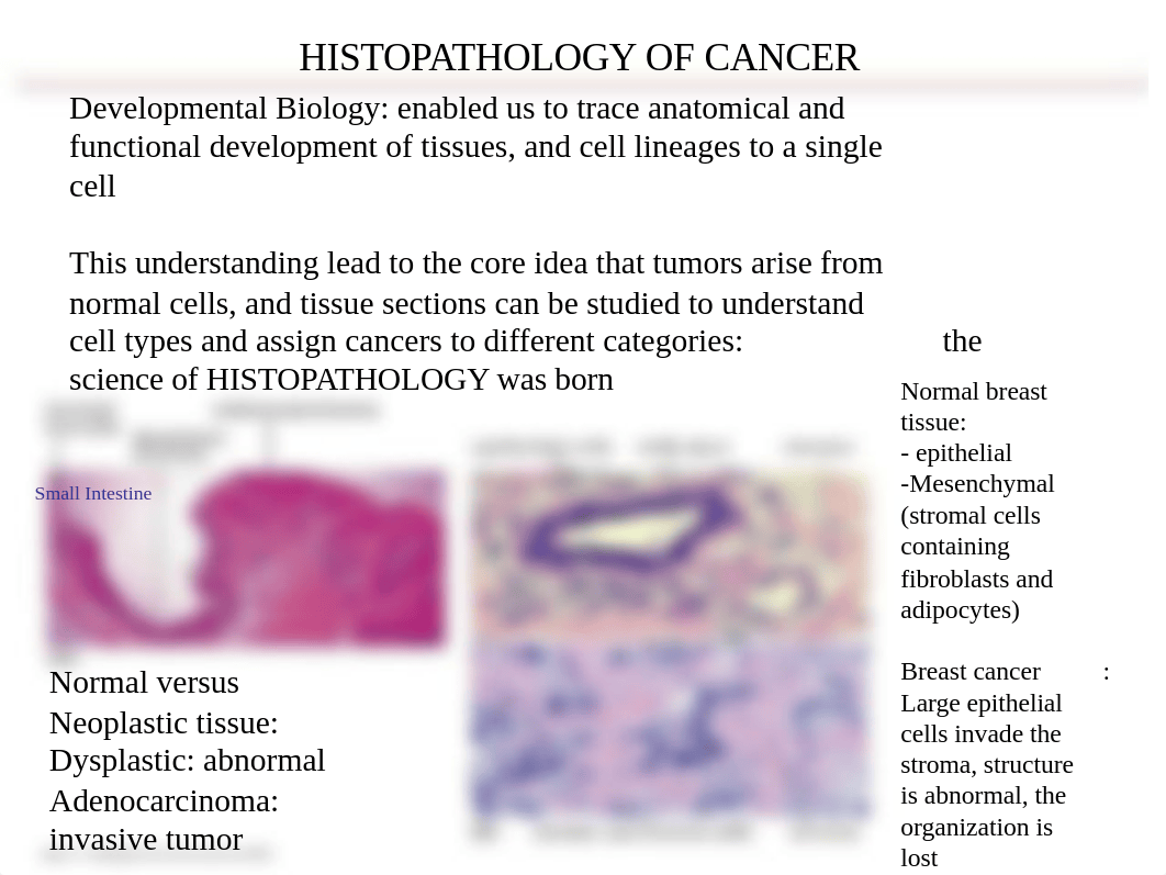 Cancer Biology - Chapter 2.ppt_d24ri13jqhm_page3