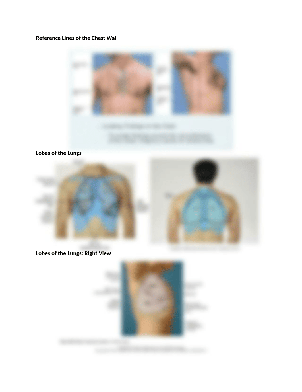 Chapter 19- Thorax and Lungs.docx_d252igxmda8_page4