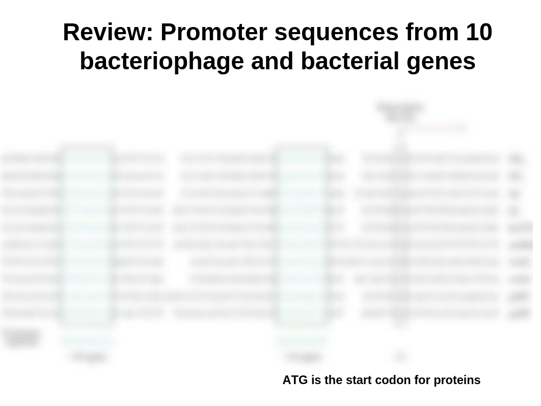 CHEM401-Lecture11-Regulation and the Lac Operon.ppt_d25jp7nhj8l_page3