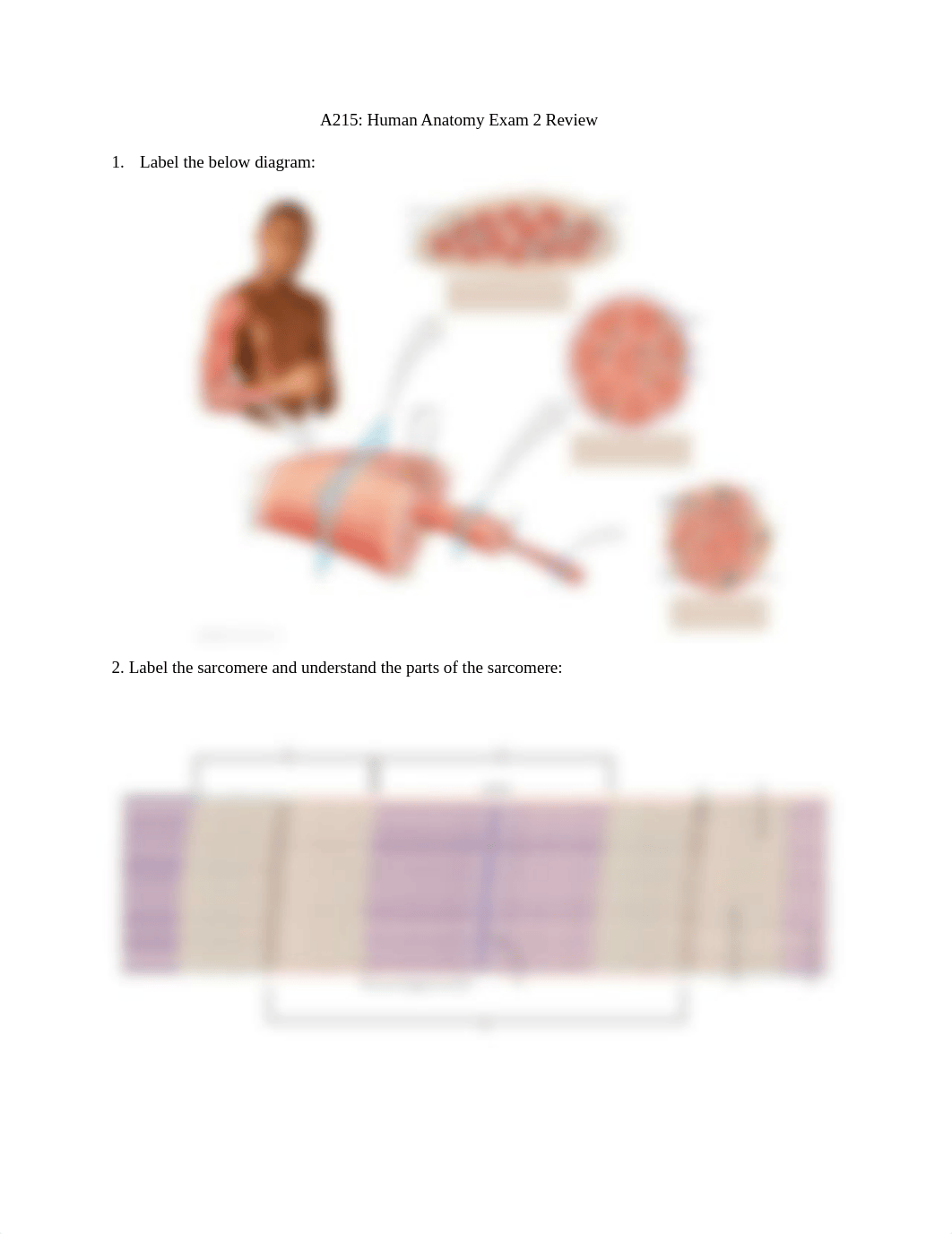 Exam 2 Review.pdf_d25l82shc06_page1