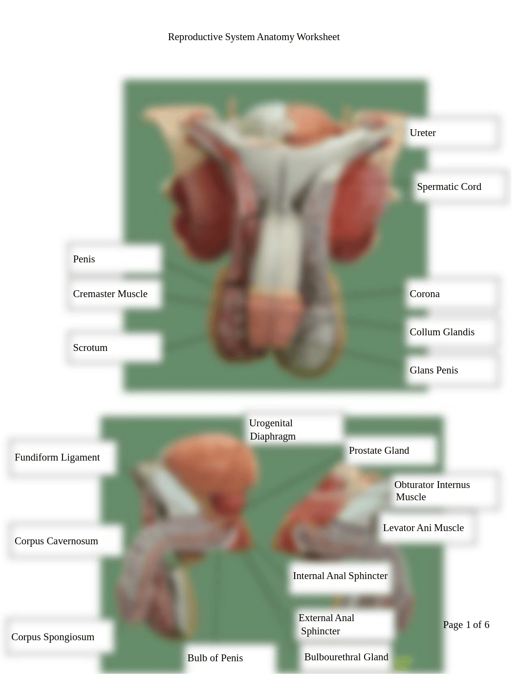 Reproductive System Anatomy Worksheet2.18.pdf_d25ty8aqo51_page1