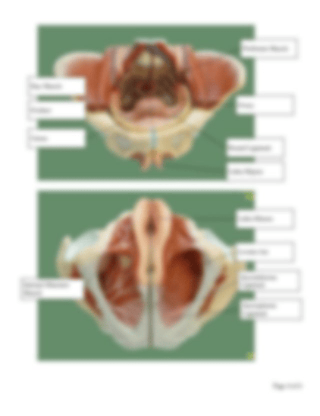 Reproductive System Anatomy Worksheet2.18.pdf_d25ty8aqo51_page4