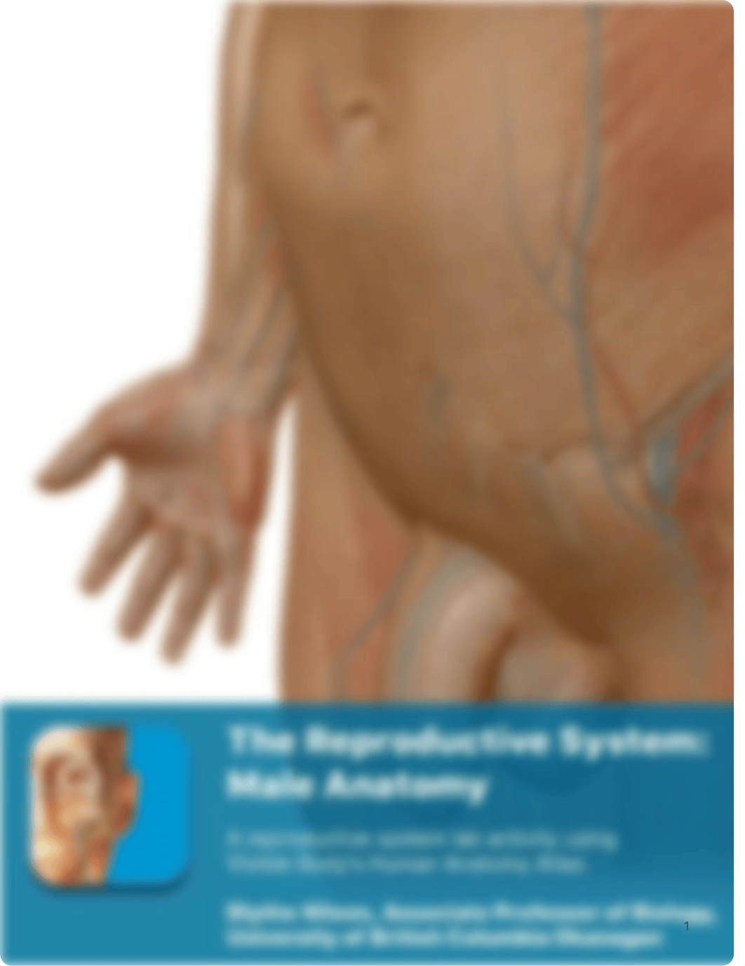 Week #11 - Homework - Male Reproductive System.pdf_d25y4mxk4ws_page1