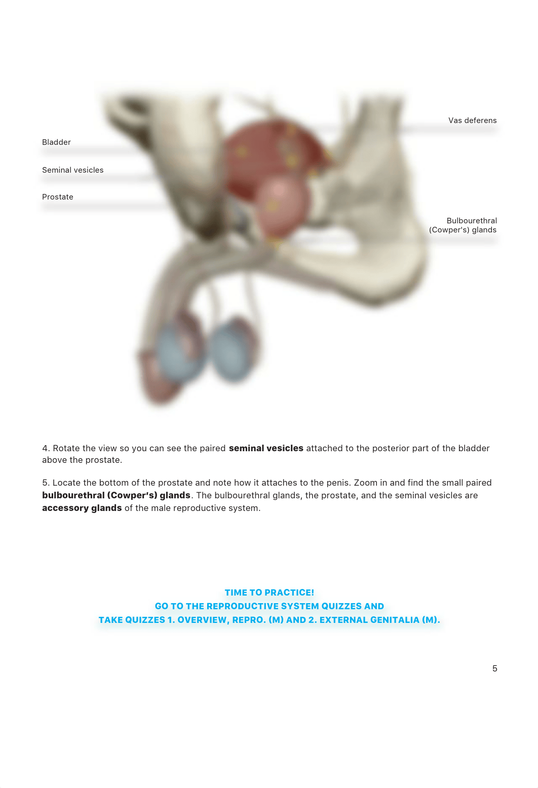 Week #11 - Homework - Male Reproductive System.pdf_d25y4mxk4ws_page5