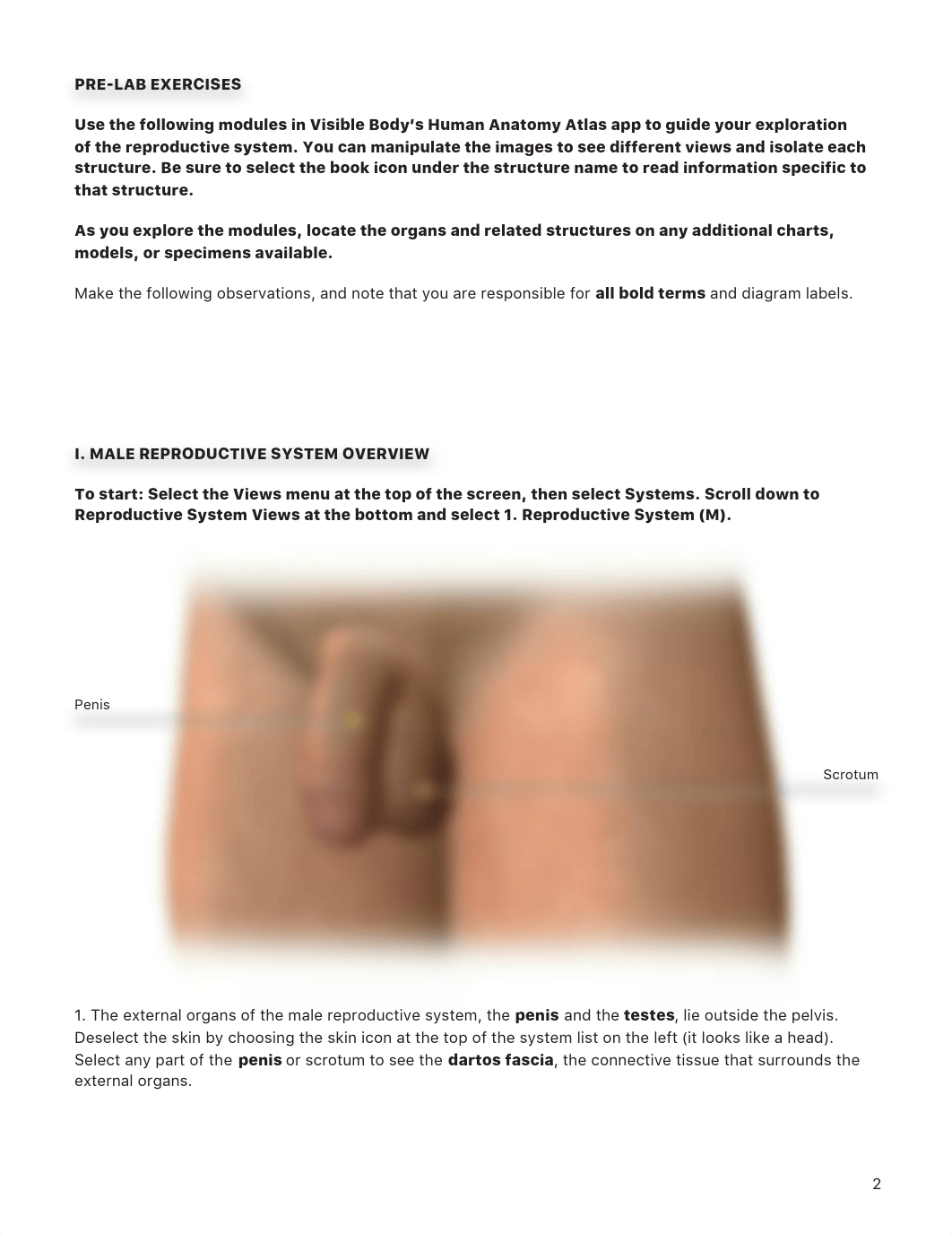 Week #11 - Homework - Male Reproductive System.pdf_d25y4mxk4ws_page2