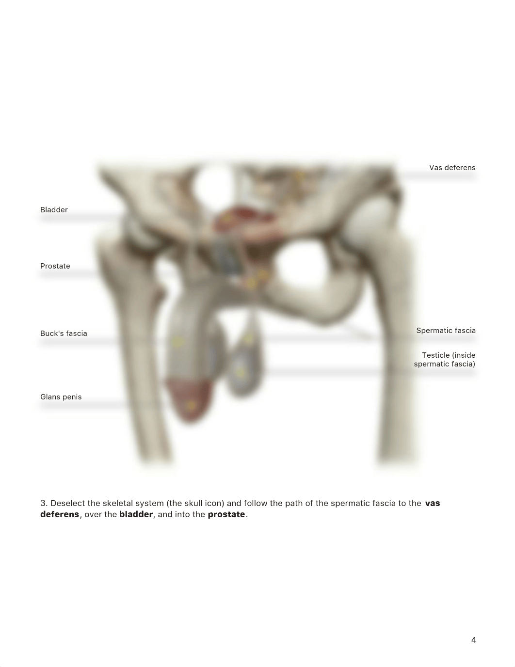 Week #11 - Homework - Male Reproductive System.pdf_d25y4mxk4ws_page4