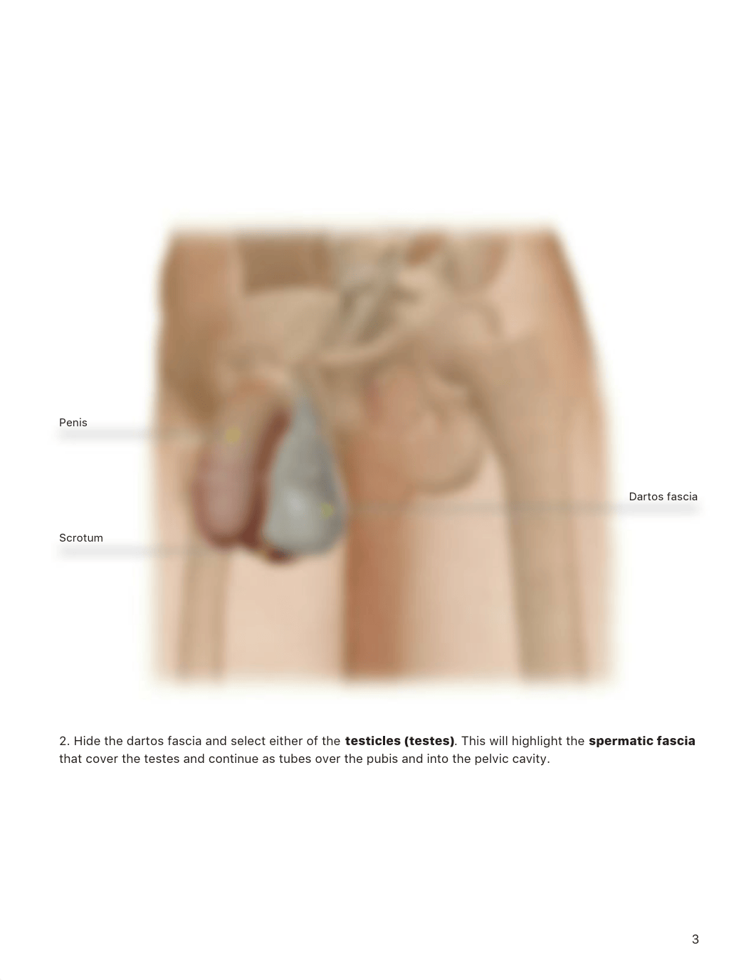 Week #11 - Homework - Male Reproductive System.pdf_d25y4mxk4ws_page3