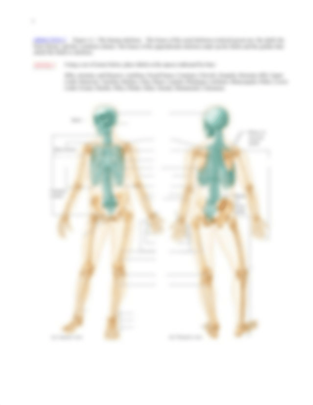 Lab6_Skeletal_System_Anatomy.pdf_d25yfs7jsx9_page3