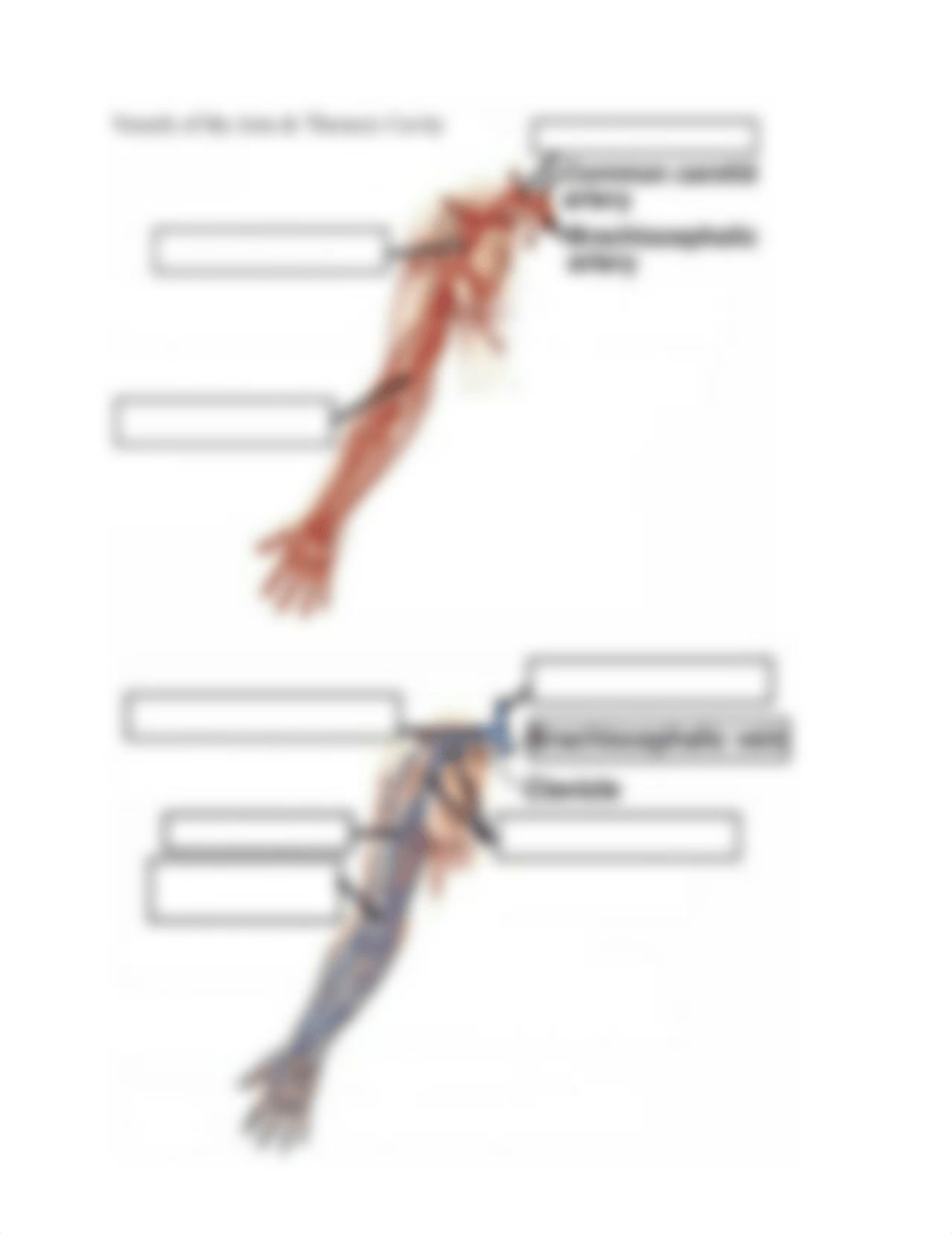 Blood Vessel Labeling.pdf_d265i6tcc34_page3