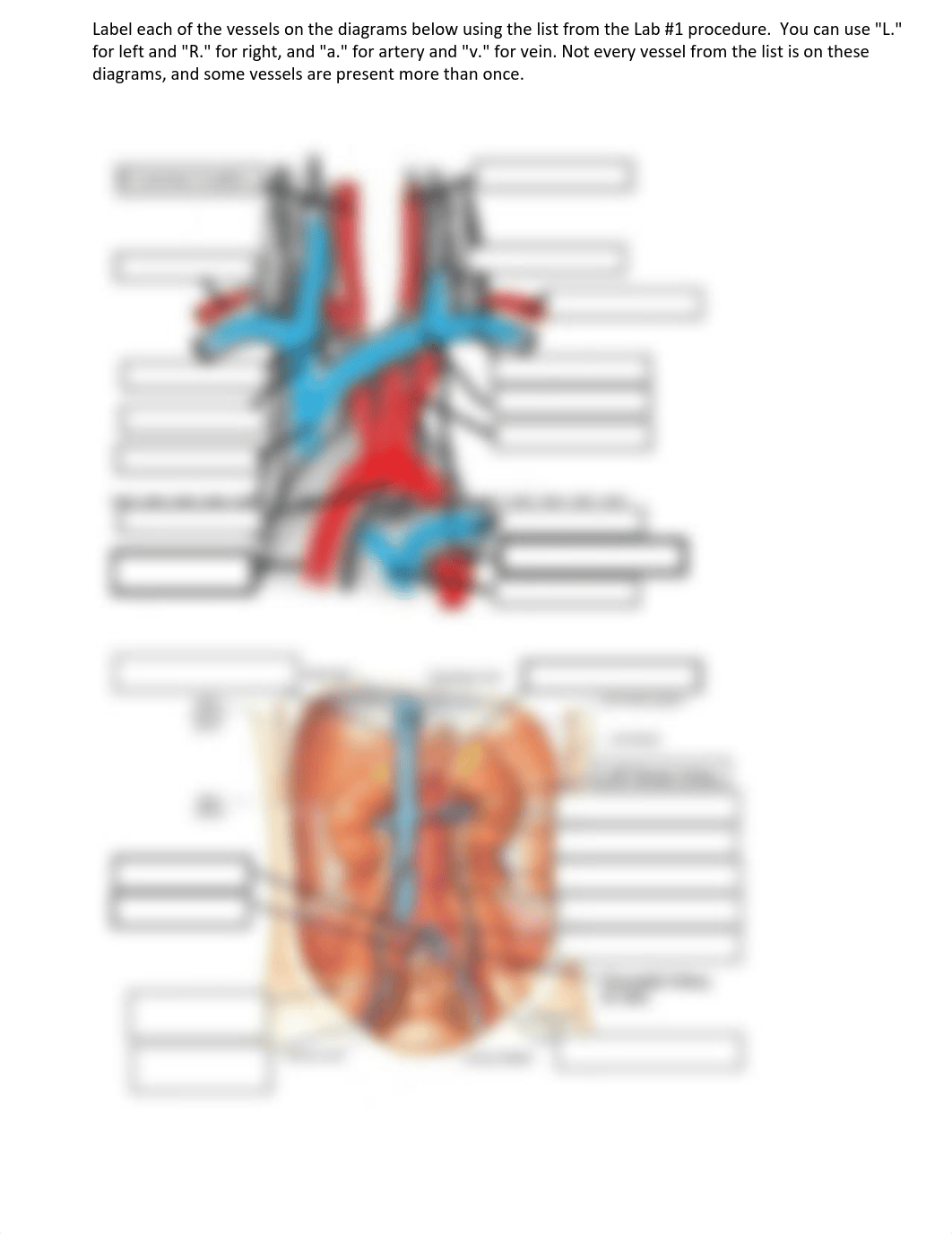 Blood Vessel Labeling.pdf_d265i6tcc34_page1