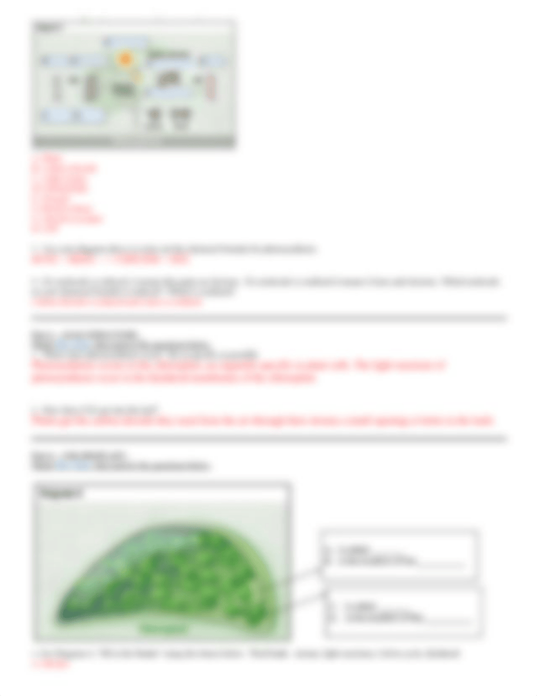 Photosynthesis Recitation.doc_d266tu5s3k1_page2