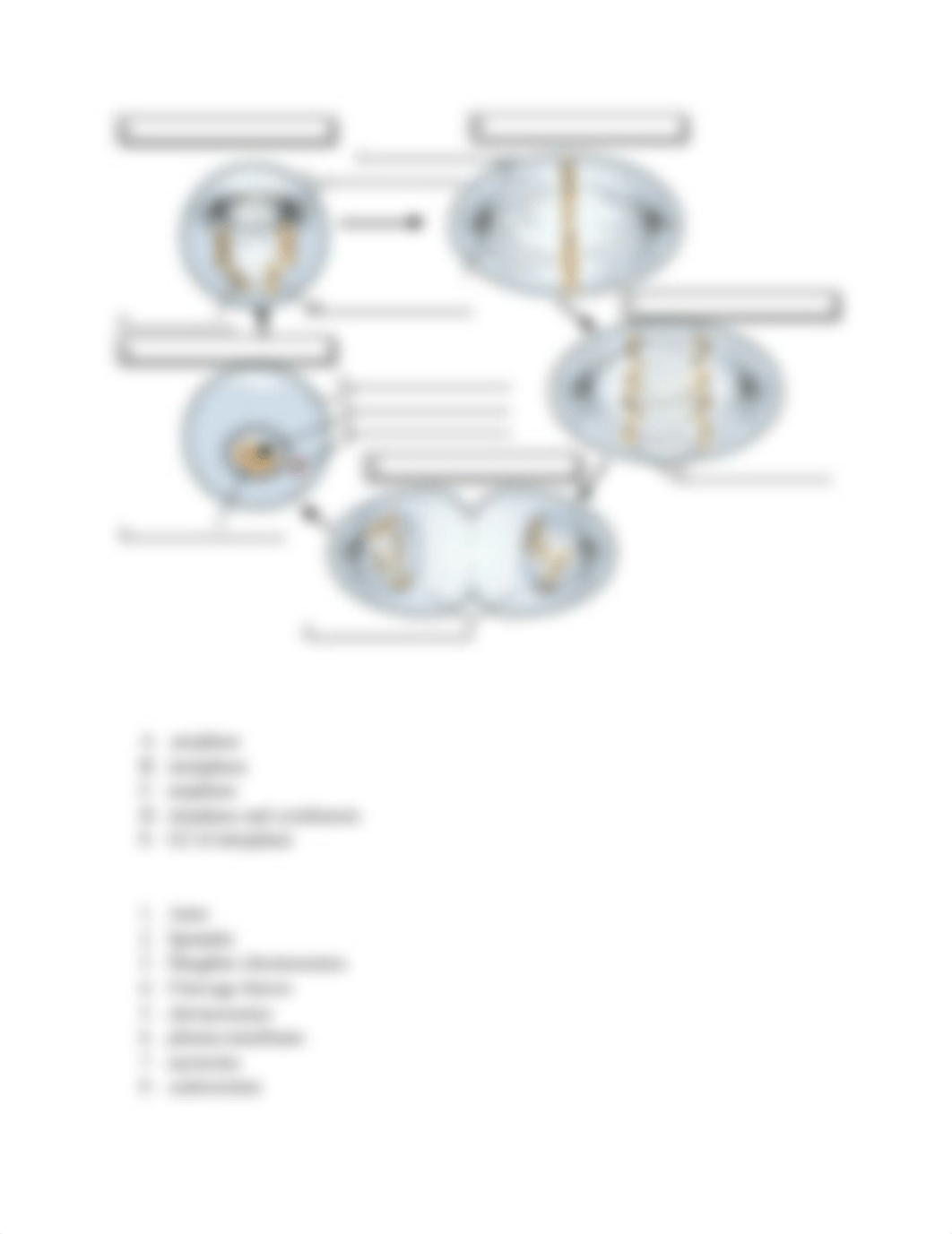 Guided Reading Chapter 12 cell Cycle-1.docx_d26fm15hzy4_page4