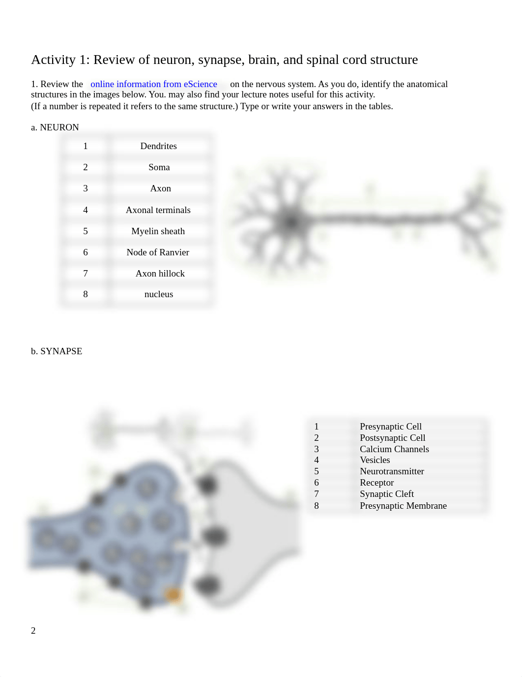 Module 5 Lab  Nervous System.docx_d26hst4w7xt_page2