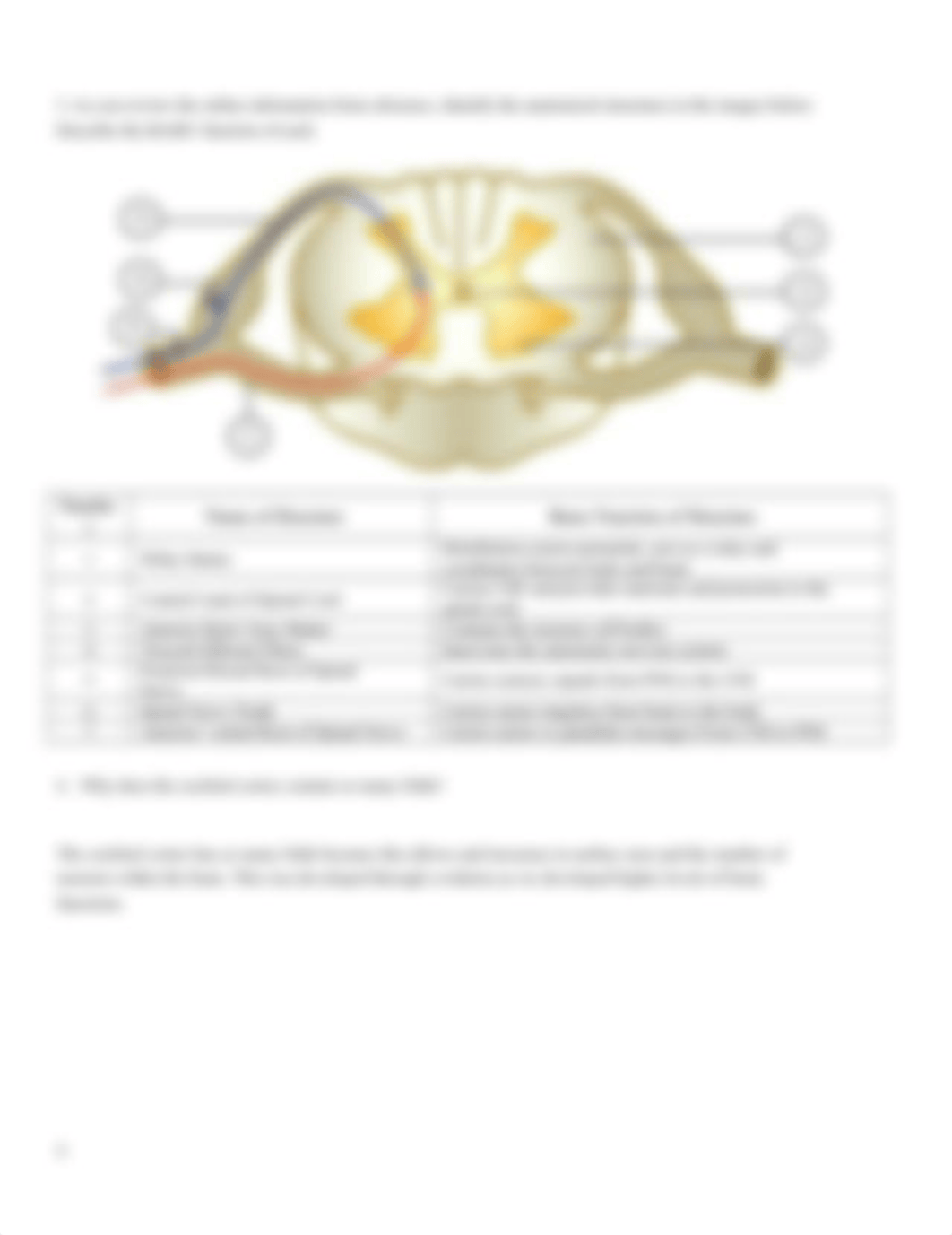 Module 5 Lab  Nervous System.docx_d26hst4w7xt_page4