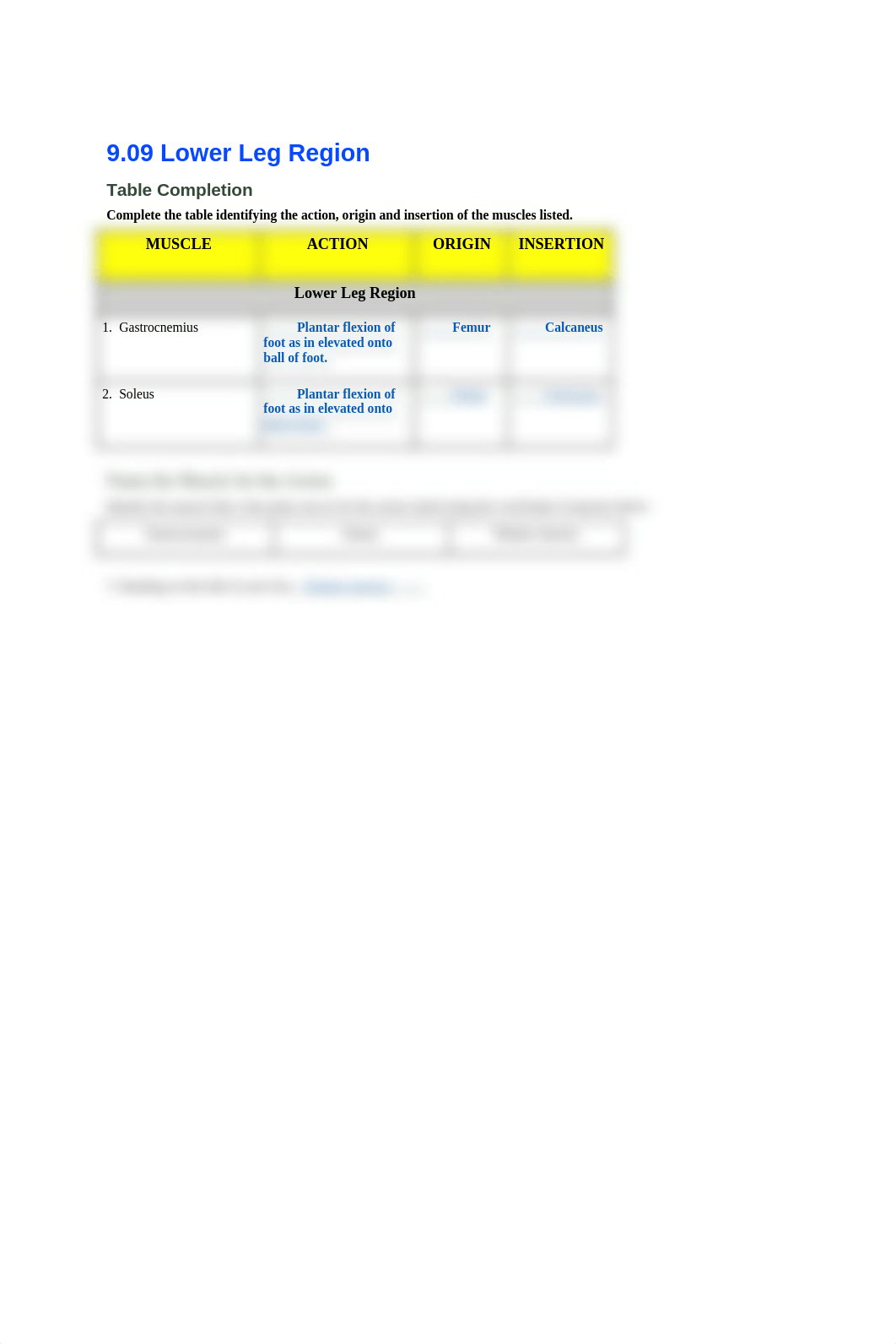 Human A&P - Lesson 9.09_ Lower Leg   .docx_d26jwxsk1e3_page1