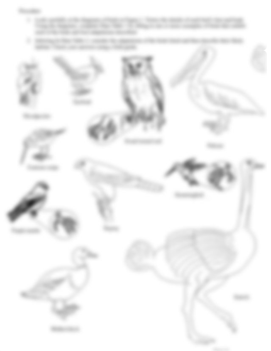 Lab_ComparingTheAdaptationsOfBirds.docx.pdf_d275abt97dt_page2