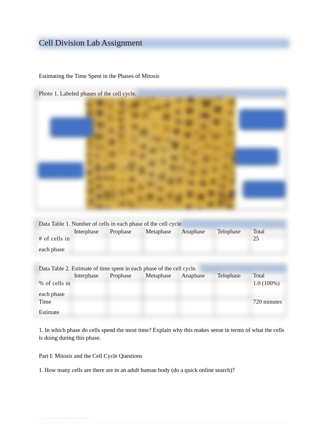 LA11-Cell Division Lab Assignment (1).docx_d28eou41sg7_page1