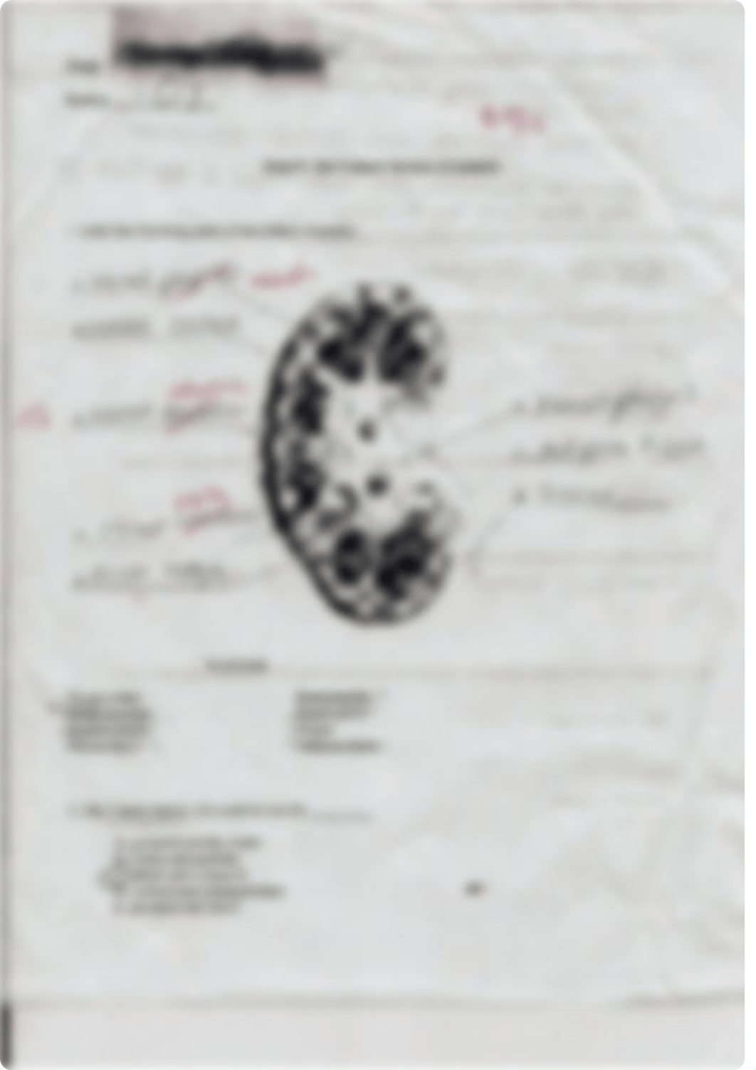 Anatomy Lab Quiz The Urinary System_d28myjk1vti_page1