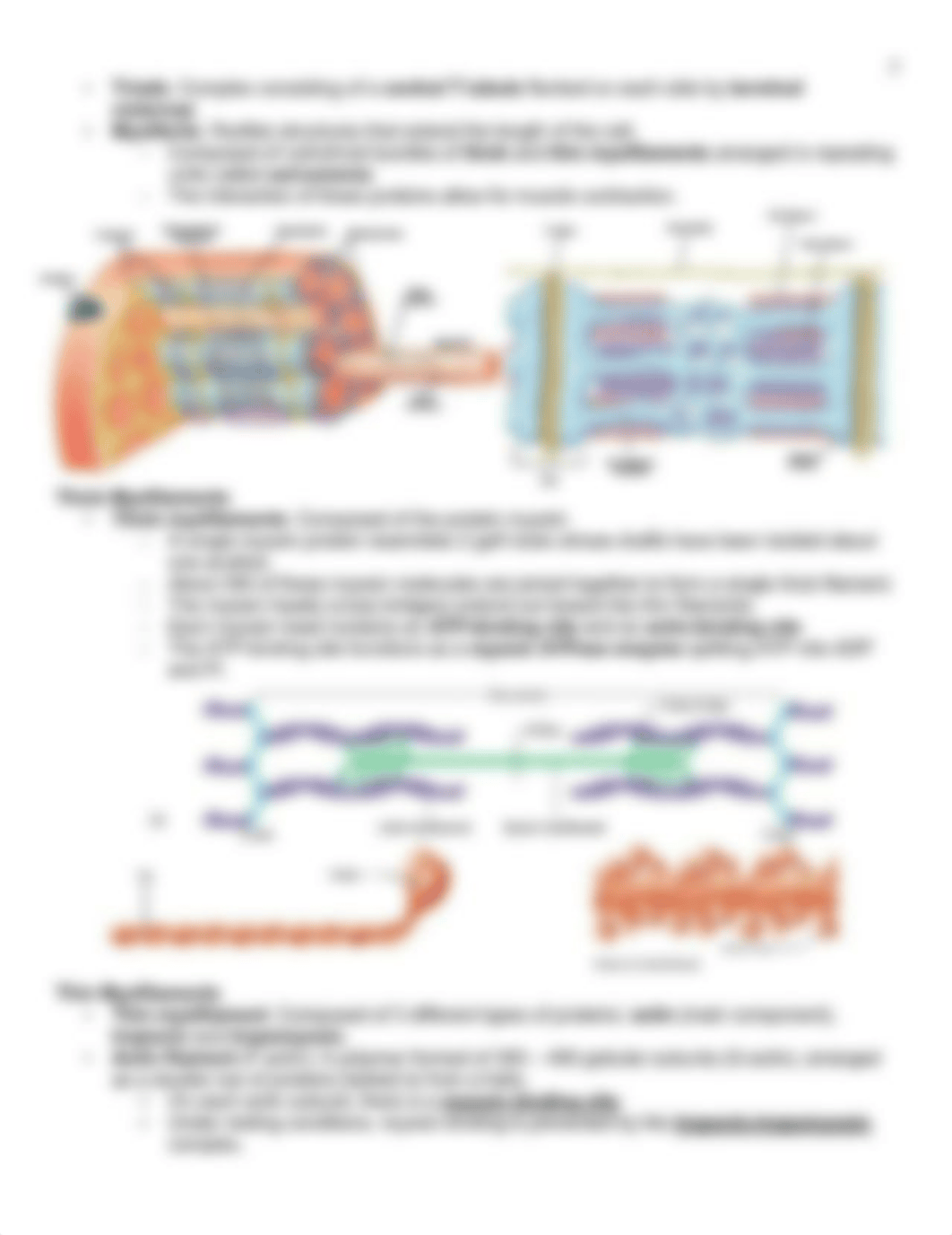 Muscular System, Chapter 10.pdf_d294eokk0w3_page5