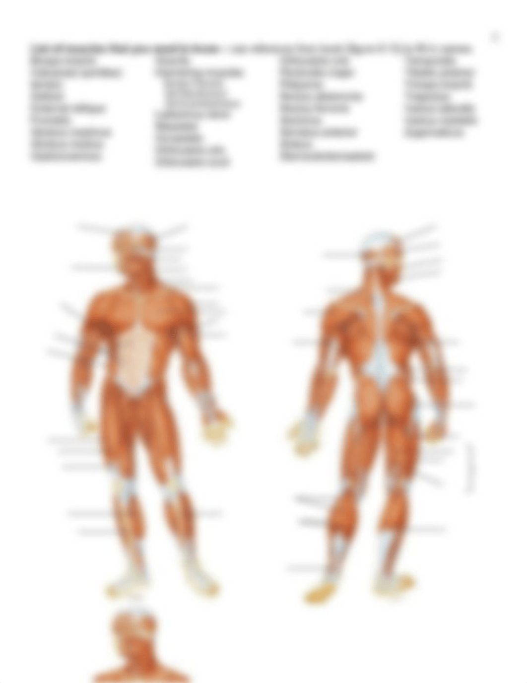 Muscular System, Chapter 10.pdf_d294eokk0w3_page2