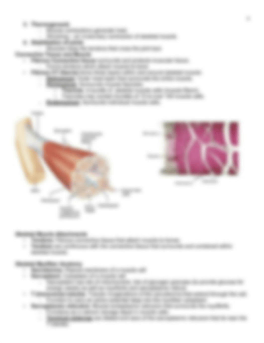 Muscular System, Chapter 10.pdf_d294eokk0w3_page4