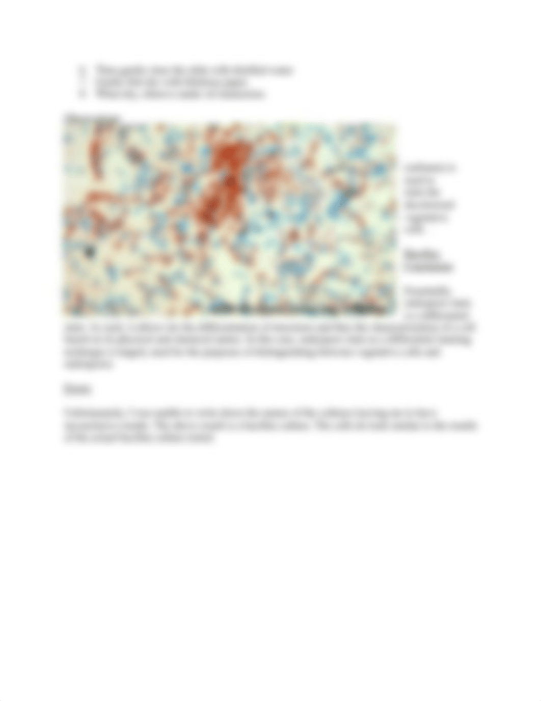 Lab report 2 bio 310 endospore stain.docx_d2961k1qn69_page3