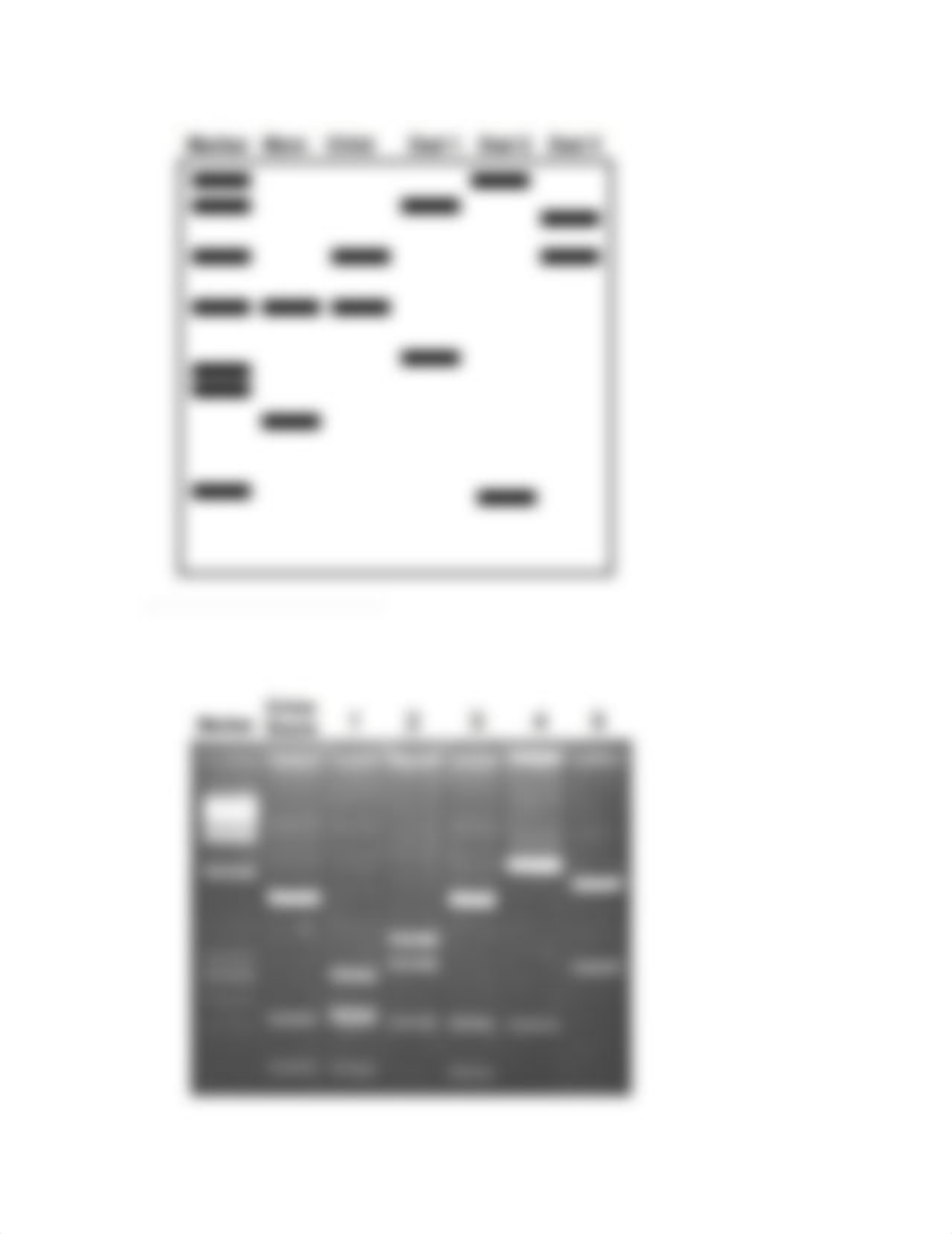 Biotechnology Worksheet A_d297xbouuwv_page2