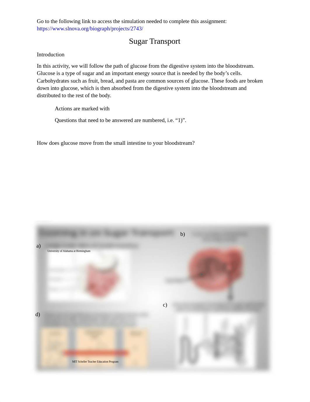 Sugar Transport Simulation Lab (1).docx_d2ab8evvhhg_page1